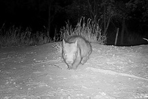 Bắt gặp loài vật cực hiếm, thế giới chỉ còn 400 cá thể