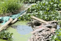 Thế giới động vật: Sự thật về "thủy quái" bất ngờ trồi lên khỏi mặt nước