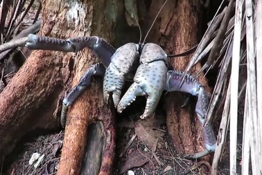 Kỳ lạ loài cua khổng lồ có thể leo cây, săn mồi như chuột và chim