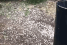 Mưa đá gây thiệt hại cả trăm héc ta lúa ở Đắk Lắk