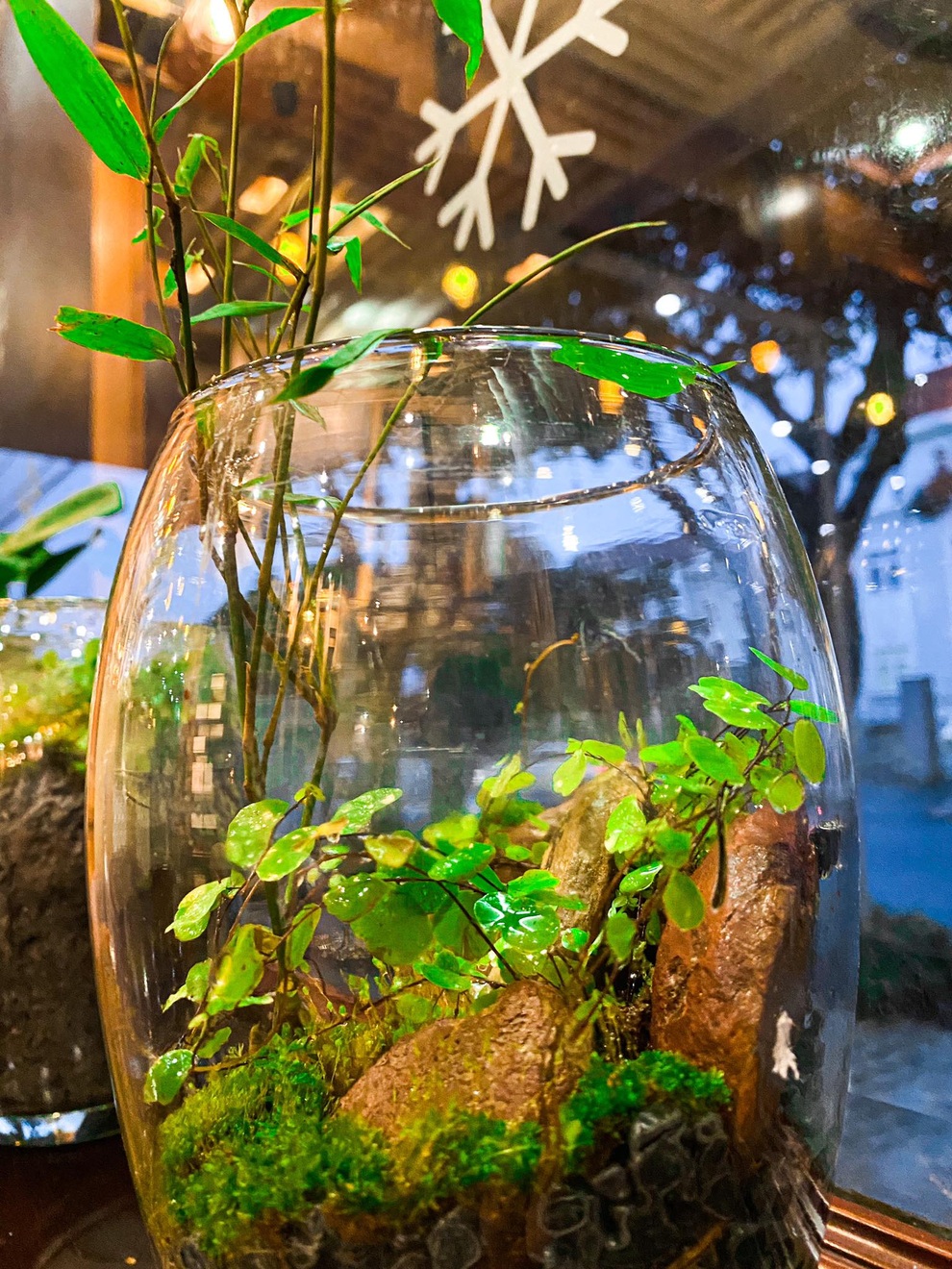 Terrarium - thú chơi nuôi dưỡng tình yêu với thiên nhiên hút giới trẻ - 1 Terrarium - thú chơi nuôi dưỡng tình yêu với thiên nhiên hút giới trẻ - 1