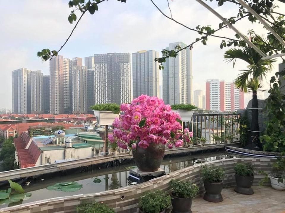 Mùa của những người yêu sen - 3 Mùa của những người yêu sen - 3