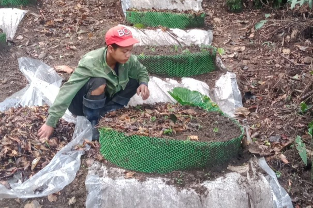 Ôm mộng với quốc bảo sâm Ngọc Linh, người dân ôm nợ khóc ròng - 2 Ôm mộng với quốc bảo sâm Ngọc Linh, người dân ôm nợ khóc ròng - 2