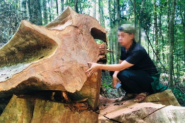 Phá rừng ở Gia Lai: Giao công an điều tra, đủ yếu tố sẽ xử lý hình sự