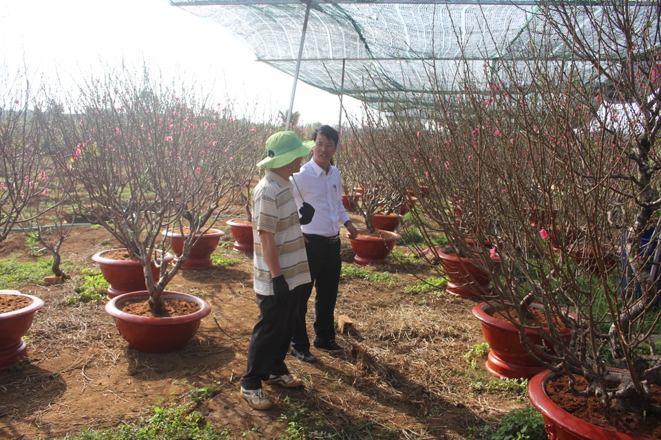 Về vùng đất đỏ banzan xem chàng trai gốc Bắc thổi hồn vào trăm gốc đào - 7 Về vùng đất đỏ banzan xem chàng trai gốc Bắc thổi hồn vào trăm gốc đào - 7