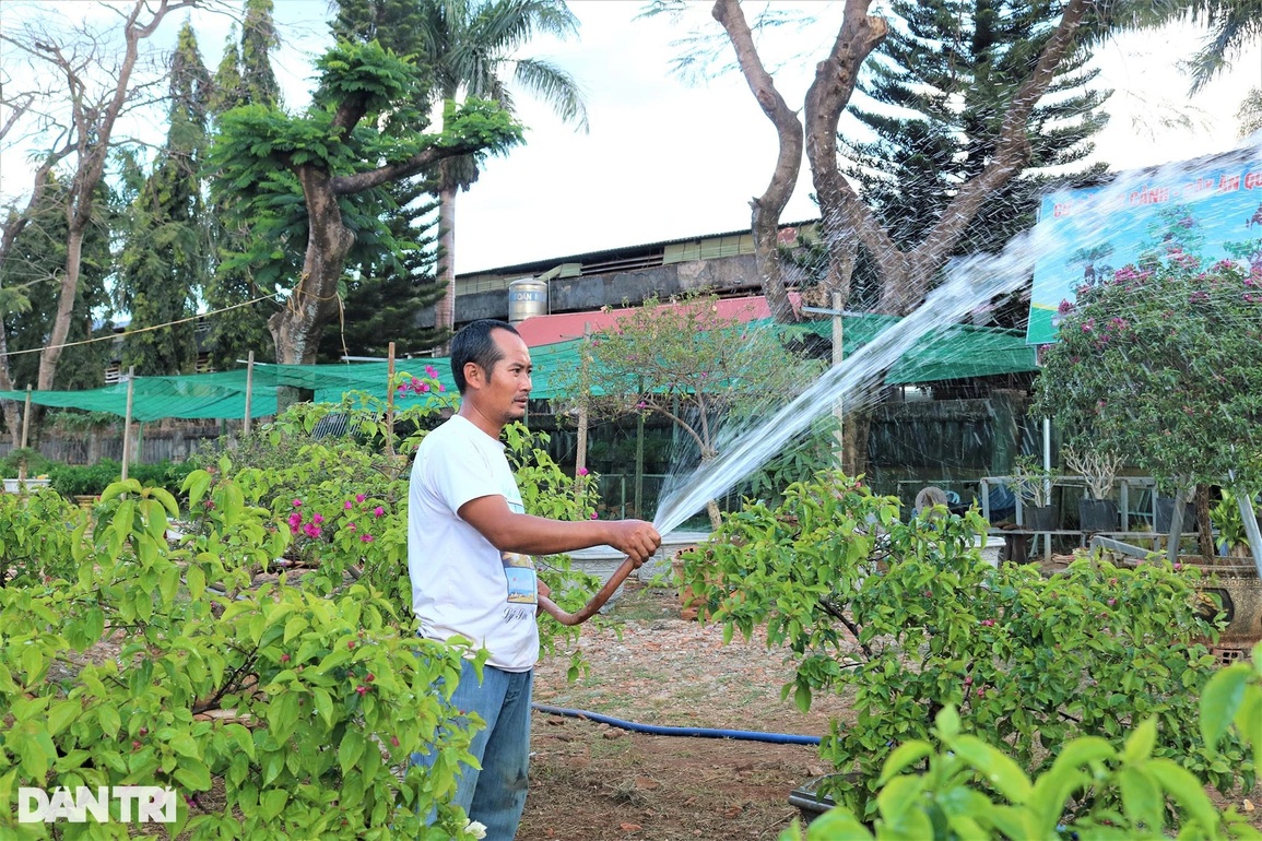 Trồng hồng thất bại, cử nhân chọn giống hoa nở quanh năm để bán Tết - 2 Trồng hồng thất bại, cử nhân chọn giống hoa nở quanh năm để bán Tết - 2