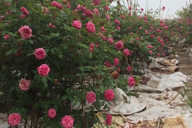 Những gốc hoa hồng cổ siêu đắt đỏ của đại gia Việt