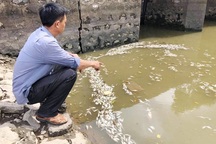 Cá chết trắng kênh bên cạnh khu công nghiệp