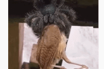 Nhện khủng “nuốt chửng” con chim khiến người xem kinh ngạc