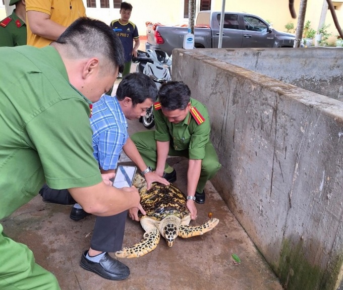 Các loài rùa biển đều được liệt kê trong Sách đỏ IUCN.