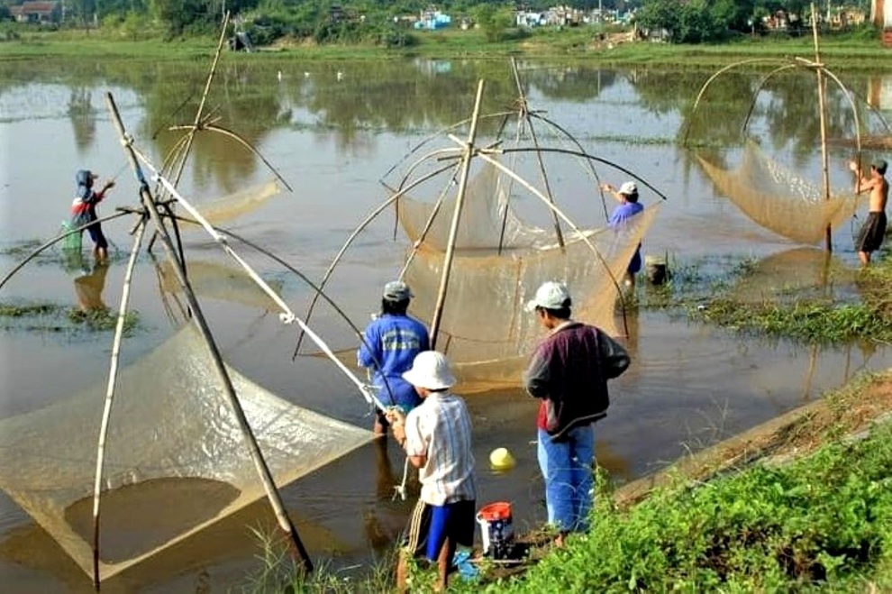 Loại đặc sản chỉ có trong con lũ đầu mùa, chong đèn vớt tiền triệu mỗi đêm - 7 Loại đặc sản chỉ có trong con lũ đầu mùa, chong đèn vớt tiền triệu mỗi đêm - 7