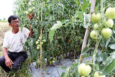 “Chết” vì cây giống Trung Quốc