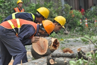 Đốn hàng loạt cây cổ thụ giữa trung tâm TP để xây nhà ga metro