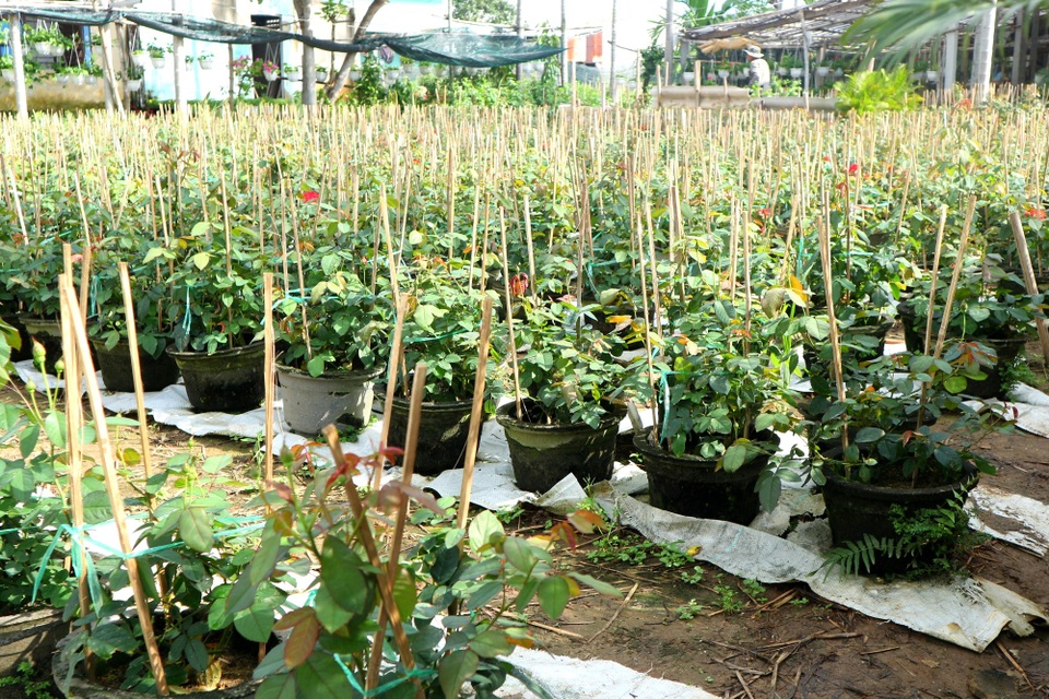Hội An: Hoa, cây cảnh chơi Tết tăng giá - 6 Hội An: Hoa, cây cảnh chơi Tết tăng giá - 6