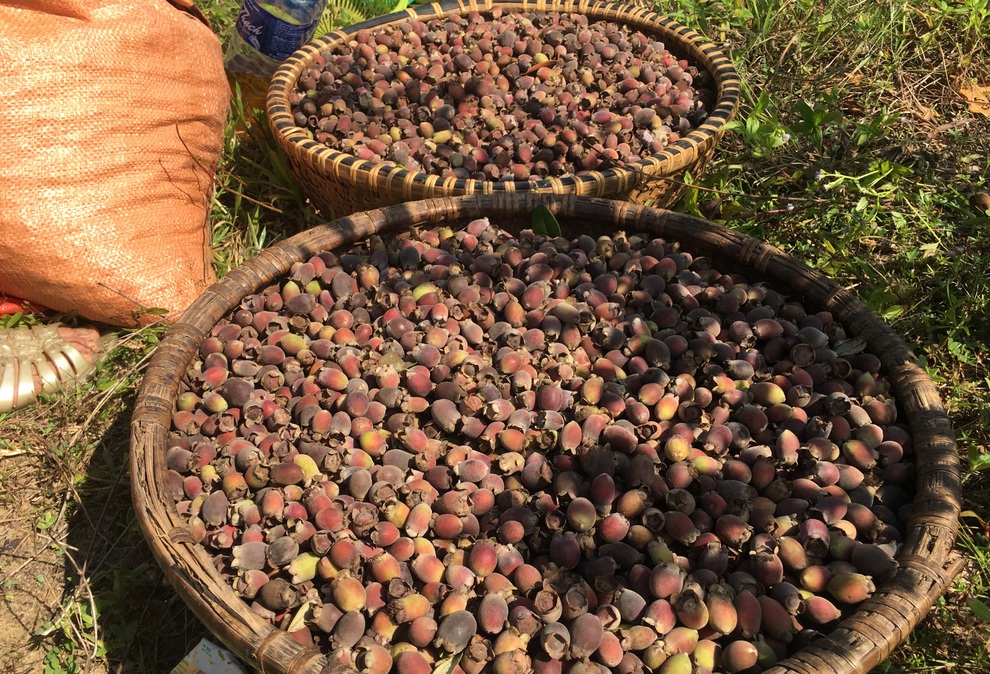 Lao động miền núi thu gần 1 triệu đồng/buổi nhờ cây sim - 3 Lao động miền núi thu gần 1 triệu đồng/buổi nhờ cây sim - 3
