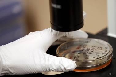 Chữa rối loạn cương bằng... tế bào gốc