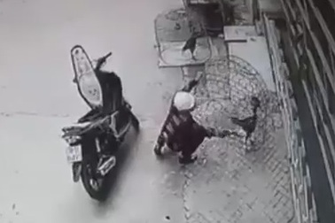 Clip “trộm gà cho vào cốp xe máy” gây xôn xao Internet tuần qua