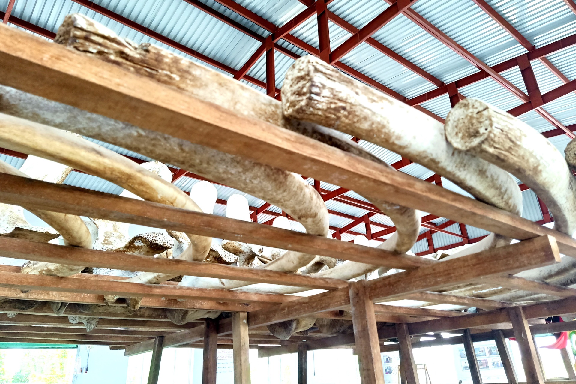 Về cửa biển Cái Cùng chiêm ngưỡng ngọc cốt cá Ông dài nhất, nhì miền Tây - 9 Về cửa biển Cái Cùng chiêm ngưỡng ngọc cốt cá Ông dài nhất, nhì miền Tây - 9