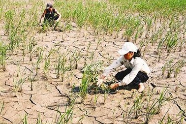 Bắc Bộ “vật vã” trong khô hạn