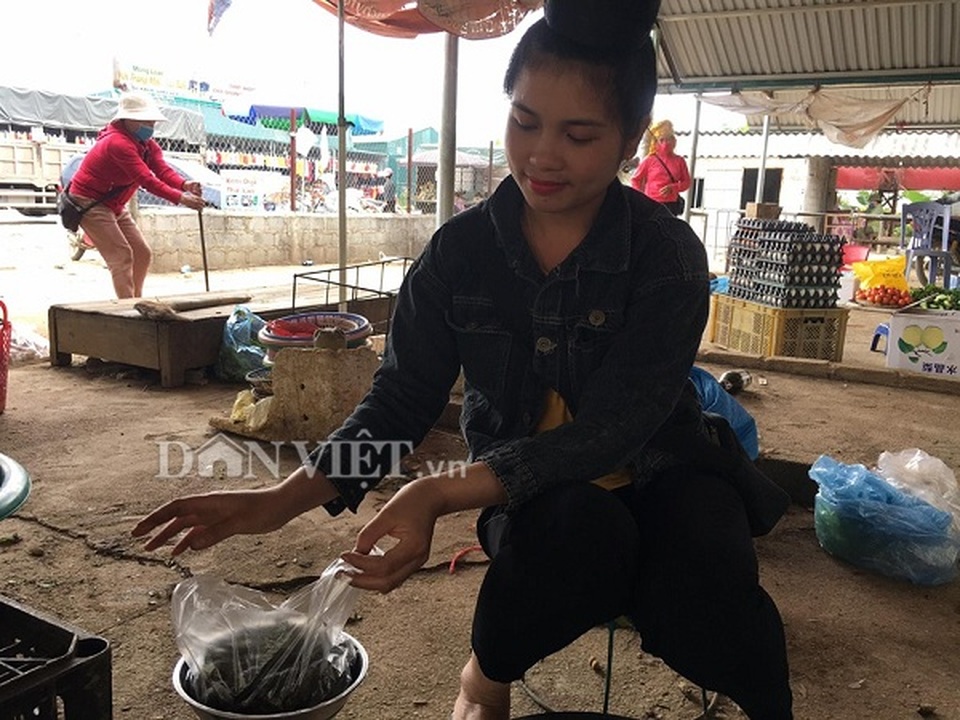 Kiếm bộn tiền nhờ bắt ve sầu đầu hè làm món nhậu - 2 Kiếm bộn tiền nhờ bắt ve sầu đầu hè làm món nhậu - 2