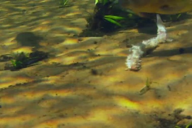 Xem bầy cá ăn thịt tấn công con mồi