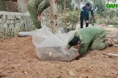 Vất vả nghề đào cây cảnh thuê.