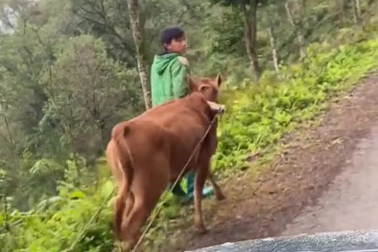 Hình ảnh những em bé vùng cao kéo gỗ về cho gia đình gây cảm động