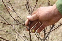 Đào "thui chột" khi Tết cận kề, nhà vườn thất thu nặng