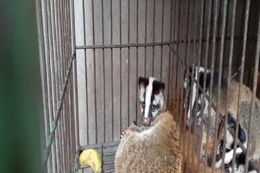 Giải cứu 12 động vật hoang dã từ một nhà hàng