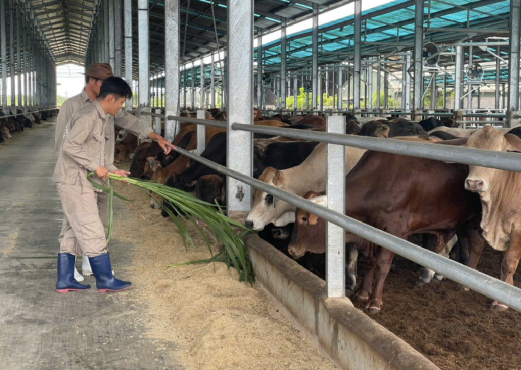 Nông nghiệp Hòa Phát sắp IPO 30 triệu cổ phiếu - 1