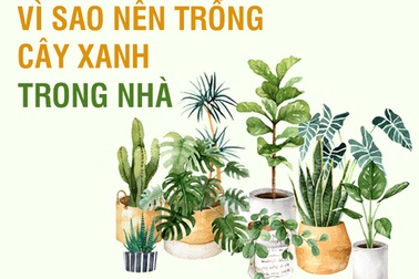 Mùa hè trồng ngay loại cây này trong nhà “khỏi cần máy lọc không khí”