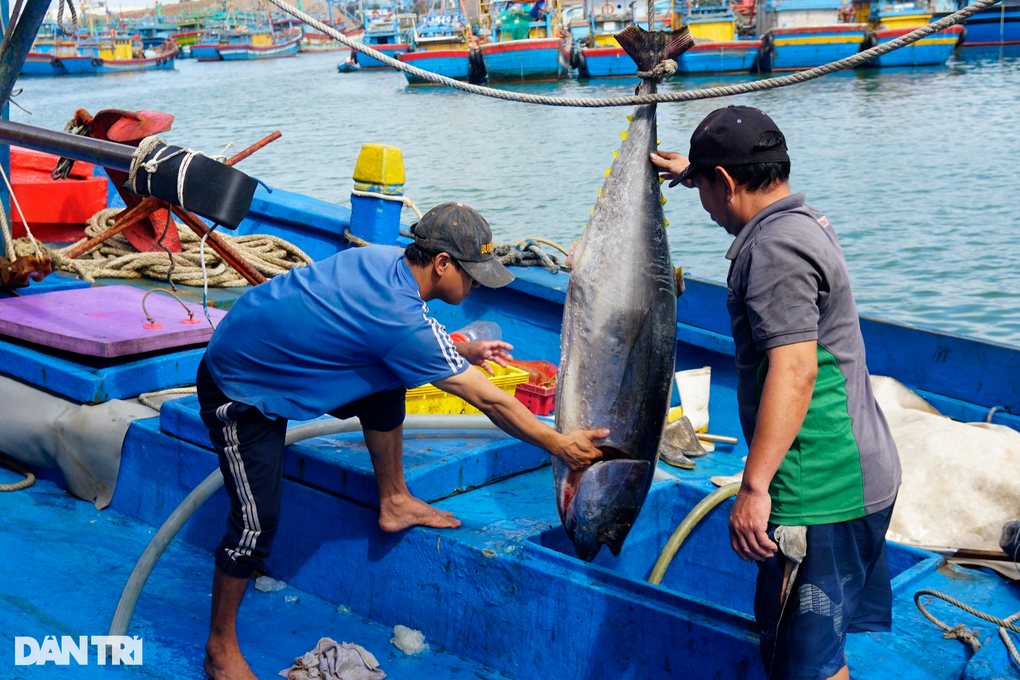 Ngư dân thu gần 1.000 tỷ đồng từ loại cá chuyên dùng để ăn sống - 1