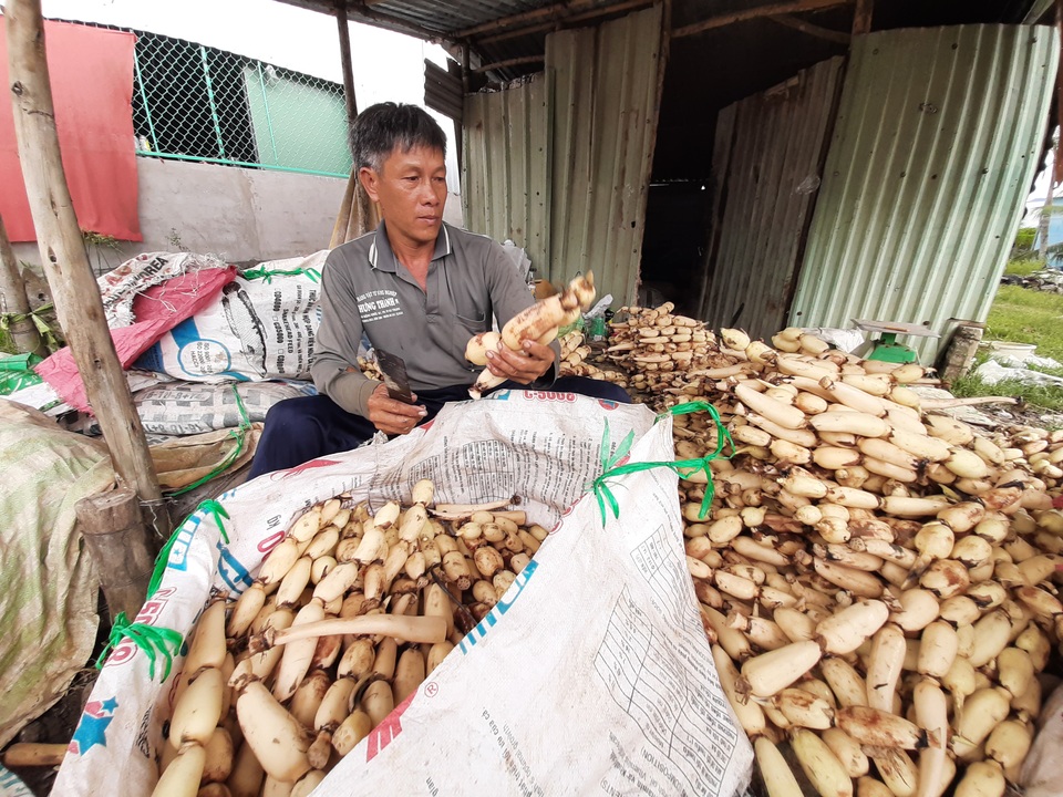 Mỗi năm trúng mùa bỏ túi cả tỷ đồng từ trồng sen lấy củ - 1 Mỗi năm trúng mùa bỏ túi cả tỷ đồng từ trồng sen lấy củ - 1