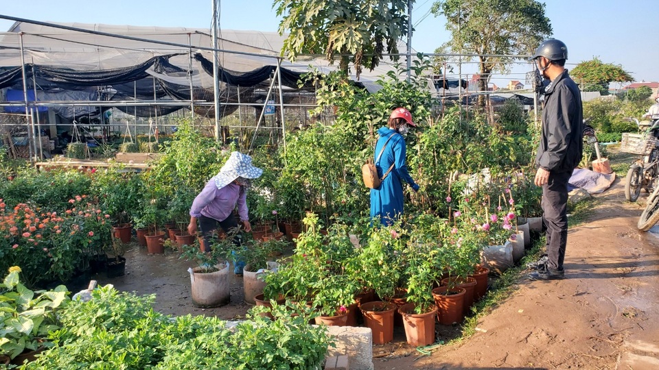 Thủ phủ hoa tất bật vào vụ dịp Tết Nguyên đán - 7 Thủ phủ hoa tất bật vào vụ dịp Tết Nguyên đán - 7