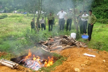 Tiêu hủy 10 cá thể báo gấm, beo lửa   