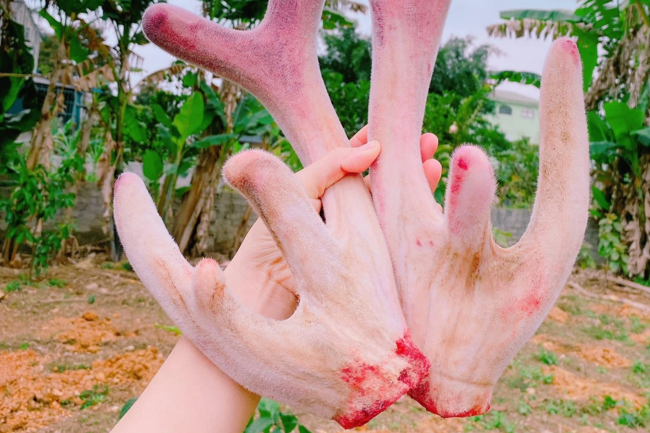 Chàng trai trẻ kiếm trăm triệu đồng mỗi tháng bỏ về quê, mơ làm vua hươu - 6 Chàng trai trẻ kiếm trăm triệu đồng mỗi tháng bỏ về quê, mơ làm vua hươu - 6
