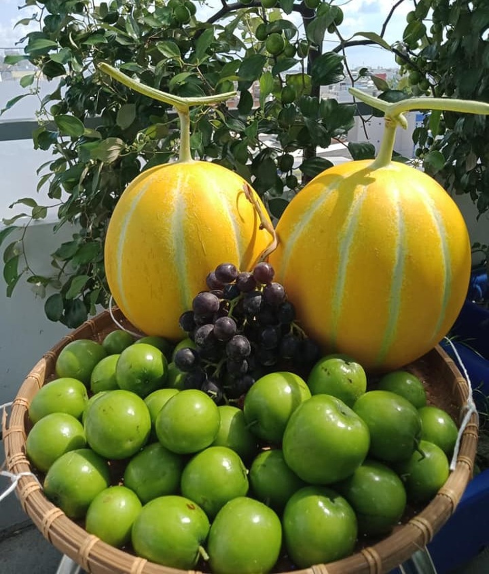 Cả gia đình ở Sài Gòn thỏa thích ăn trái cây nhờ khu vườn trên không - 14