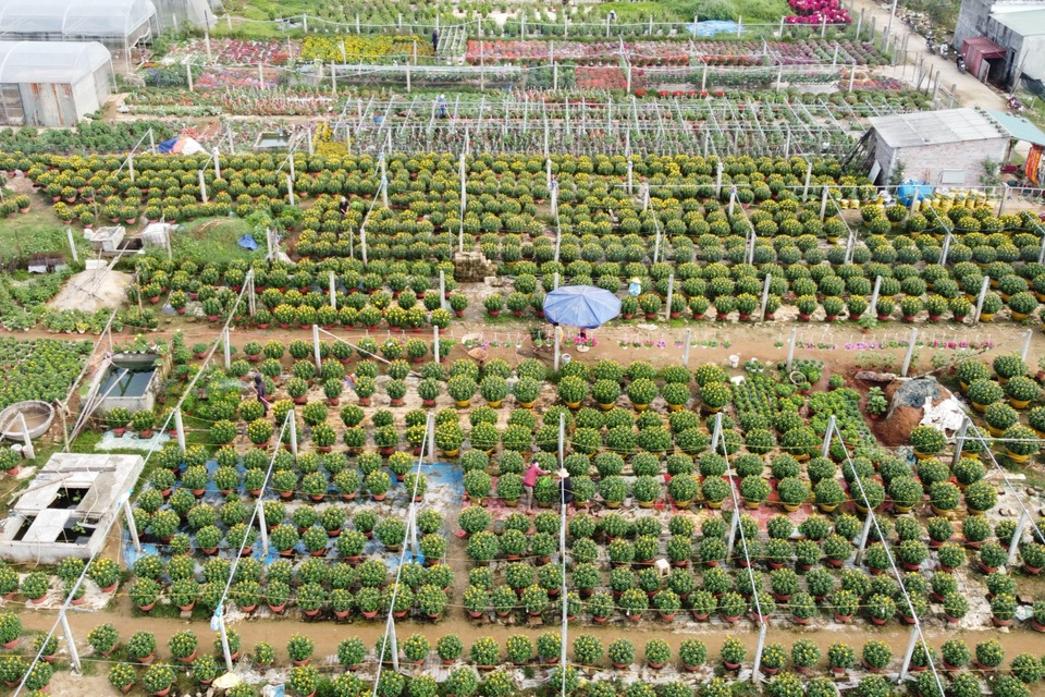 Làng hoa lớn nhất Quảng Trị rực rỡ đón Xuân - 1 Làng hoa lớn nhất Quảng Trị rực rỡ đón Xuân - 1