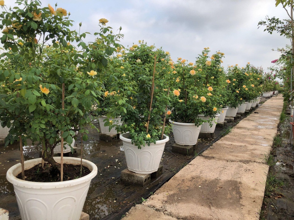 Vợ chồng thạc sĩ bỏ phố về quê làm trang trại hoa hồng ở Cao Bằng - 4 Vợ chồng thạc sĩ bỏ phố về quê làm trang trại hoa hồng ở Cao Bằng - 4