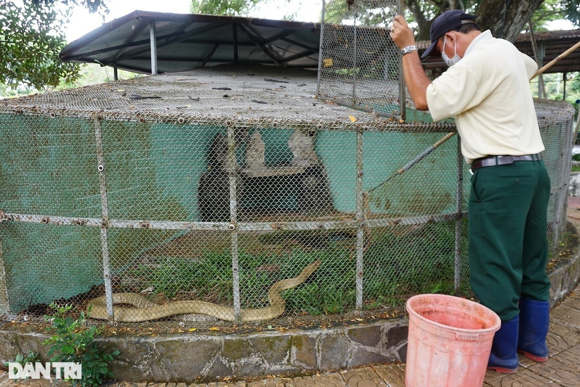 Những người mớm mồi, chăm bầy rắn nghìn con nhung nhúc quấn trên cây - 1 Những người mớm mồi, chăm bầy rắn nghìn con nhung nhúc quấn trên cây - 1