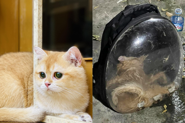 Vụ mèo chết ngạt do gửi xe ghép: Thực hư mèo có giá hàng trăm triệu đồng