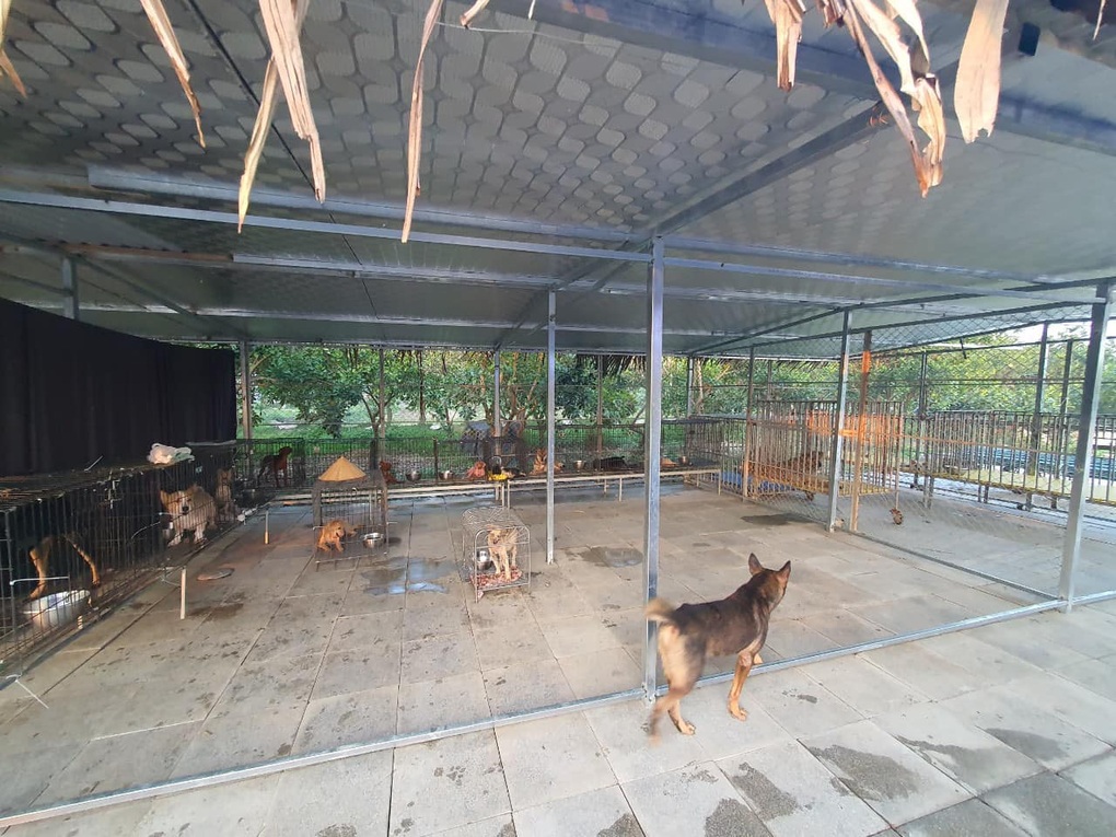 Thú cưng lâm bệnh, nhiều ông chủ hay sen... chạy trốn - 2 Thú cưng lâm bệnh, nhiều ông chủ hay sen... chạy trốn - 2