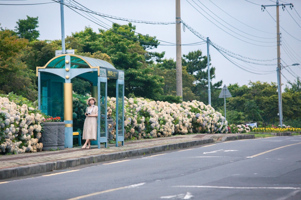 Nhiều du khách Việt bị hủy vé máy bay đến đảo Jeju - 6 Nhiều du khách Việt bị hủy vé máy bay đến đảo Jeju - 6