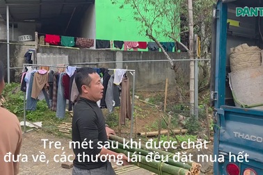 Người dân miền núi lên rừng lấy cây dài chục mét, kiếm tiền triệu mỗi ngày