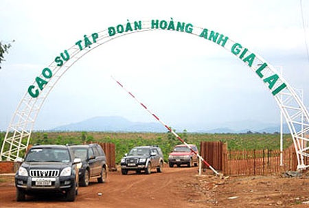 Cáo buộc "phá rừng, cướp đất": Vì sao là cao su, vì sao là bầu Đức? (P2)