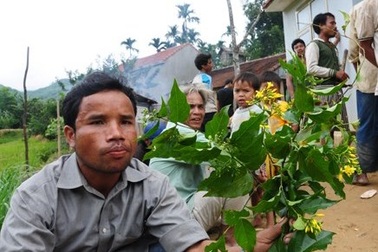 Học kém, thất tình... là tìm đến lá ngón