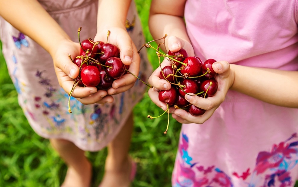 Mê mẩn những vườn cherry vừa đẹp, vừa ngon - 7 Mê mẩn những vườn cherry vừa đẹp, vừa ngon - 7