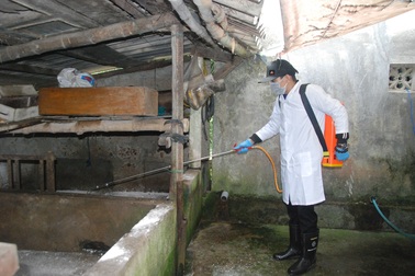 Khoanh vùng ổ dịch, khống chế ngăn dịch tả lợn châu Phi lan rộng