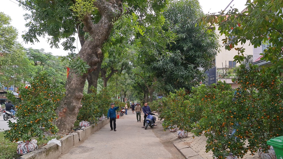 Chợ hoa Xuân ngày cuối năm: Bán tháo đồng giá - 12 Chợ hoa Xuân ngày cuối năm: Bán tháo đồng giá - 12
