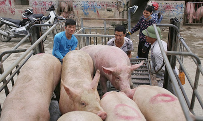 Giá heo hơi hôm nay 8/11: Miền Bắc giảm mạnh, miền Nam tăng nhẹ - Ảnh 1. Giá heo hơi hôm nay 8/11: Miền Bắc giảm mạnh, miền Nam tăng nhẹ - Ảnh 1.